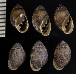 オキヒラシイノミガイ Pythia cecillei small