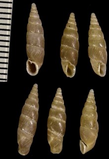 ヒラドギセル Paganizaptyx subignobilis small