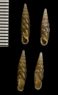 サッポロコギセル Euphaedusa rowlandi small