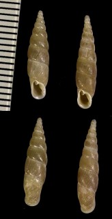 セグチギセル Paganizaptyx strictaluna var. major small