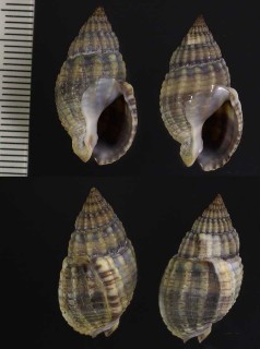 ヨーロッパアラムシロの一種 Nassarius nitidus small