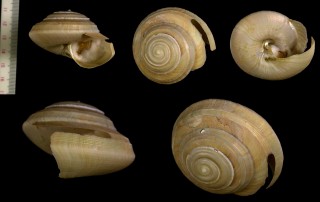 ミダースオキナエビス Bayerotrochus midas small