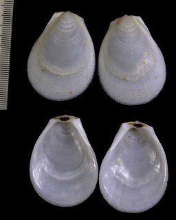 バハマハネガイ Lima scabra small