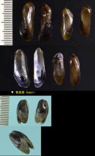 マユイガイ 眉貽貝 Adula schmidti small