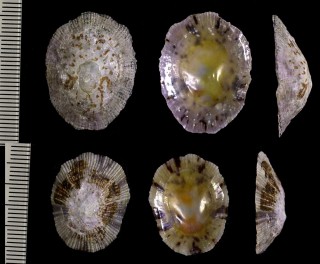 クルマカサガイ Cellana radiata small