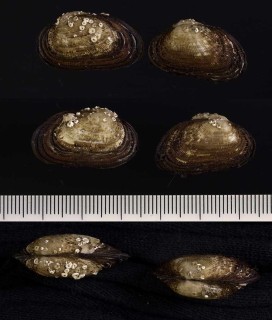 シコロエガイ 錣江貝 Porterius dalli small
