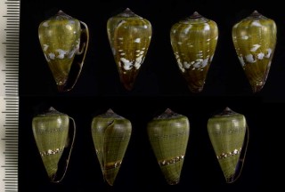 ミダレコシダカウズラミナシ Conus irregularis small
