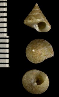 エビスガイの一種 カリブ海 Calliostoma pulchrum small
