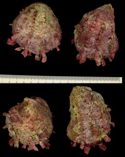 セネガルウミギク Spondylus senegalensis small