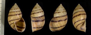 ペルートウガタマイマイの仲間 Neopetraeus tessellatus small