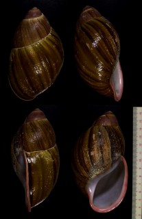 タマゴオオアカマイマイ Megalobulimus ovatus small