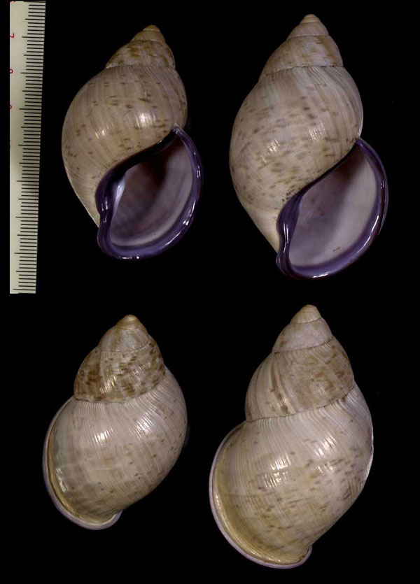 ムラサキマイマイ Porphyrobaphe iostoma small