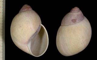 オオアカマイマイの一種02 ブラジル Megalobulimus oosomus small
