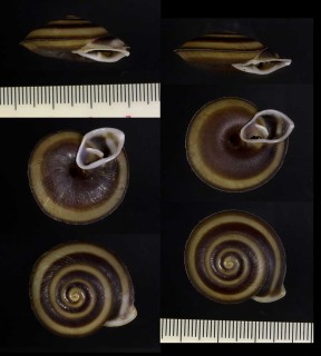 ウズマキオニグチマイマイの仲間 Labyrinthus uncigera small