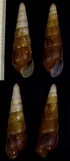 オカタケノコガイ Neobeliscus calcarius small