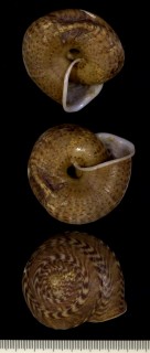 ヒモマキマイマイの仲間 Solaropsis pellisserpentis small