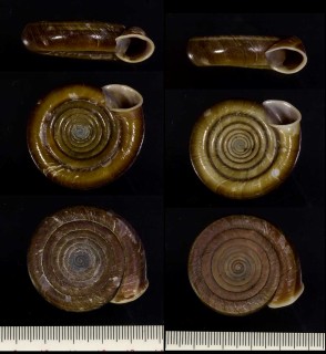 ダイオウエンザガイ Polygyratia polygyrata small
