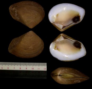 ゴウシュウモシオ Eucrassatella kingicola small