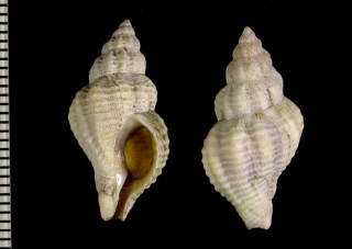 カキナカセ Urosalpinx cinerea small