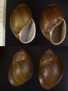 アイソオオアカマイマイ (仮称) Megalobulimus pergranulatus small