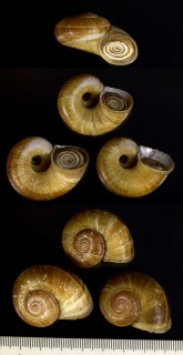 マナビヤマタニシ （仮称） Aperostoma manabense small