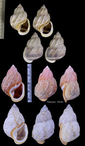 ミミマイマイ Auris bilabiata small