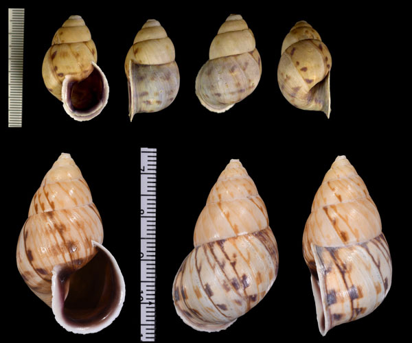 パタスペルートウガタマイマイ (仮称) Neopetraeus patasensis small