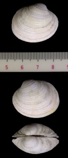 ヌノメアサリ Protothaca euglypta small