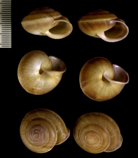 ヘソアキアツマイマイ Nesiohelix omphalina small