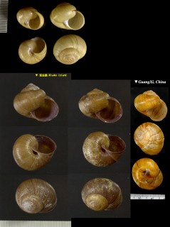 タママイマイ Acusta tourannensis small