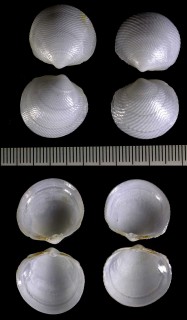 アメリカセワケツキガイ Divaricella quadrisulcata small