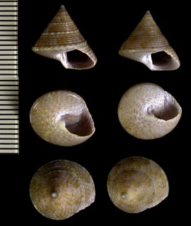 ヨスジエビス Calliostoma virescens small