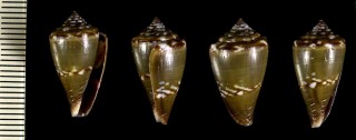 アントニオモンテイロイモ (仮称) Conus antoniomonteiroi small