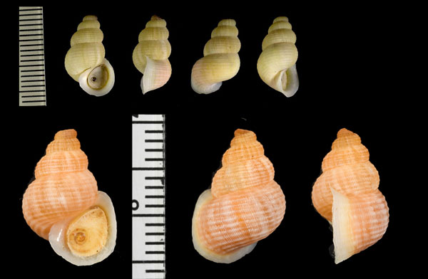 オカカニモリの仲間02 Tudora megacheilus small
