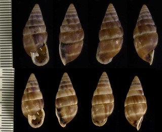 ガッコウアラハダマイマイ Cyclodontina sectilabris small