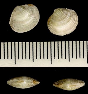 イバラツキガイ Myrtea spinifera small