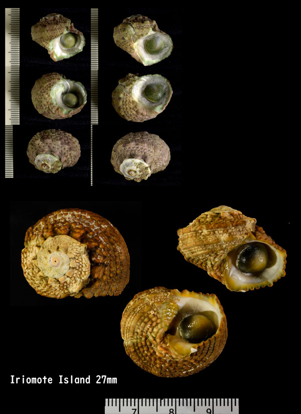 カンギク Turbo coronatus small