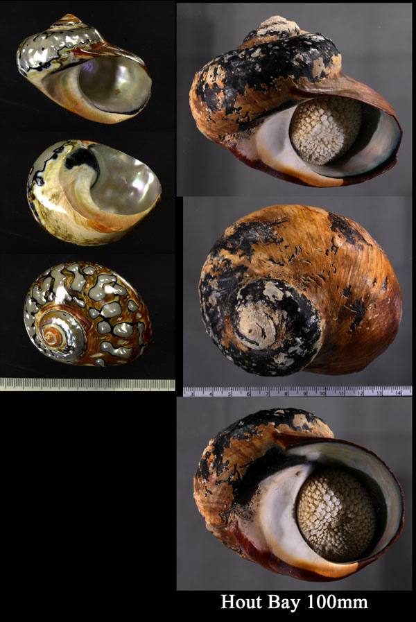 リュウオウスガイ Turbo sarmaticus small