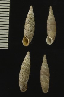 ゴカノショウギセル Pinguiphaedusa tragica small