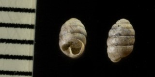 ハナシサナギガイ Pupilla hebes small