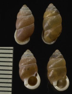 タネガシマアズキガイ 種子島小豆貝 Pupinella rufa tanegashimae small