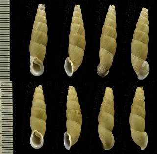 オキナワギセル Stereophaedusa valida small