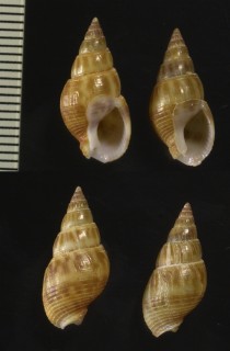 ウネヨフバイ (ウネヨウバイ) Nassarius elatus small