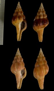 チュウベイツノマタ Latirus mediamericanus small