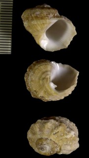 カタベガイダマシ Modulus tectum small