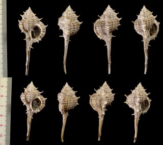 エレナツブリボラ Murex elenensis small