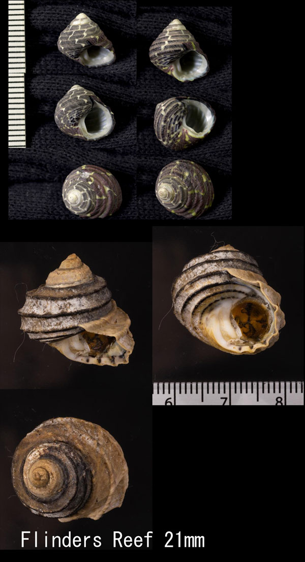 イチマツシタダミ Austrocochlea constricta small