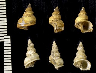 チャイロヒゲマキナワボラ Trichotropis conica small