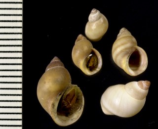 ヘソアキアシヤタマキビ Lacuna vincta small