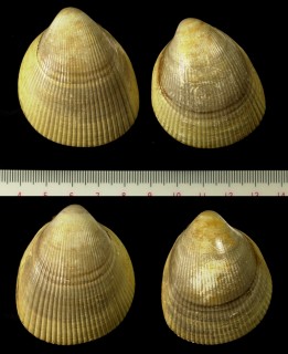 オウシュウナガザル Laevicardium oblongum small